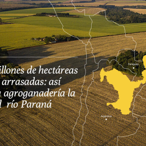 Casi 15 millones de hectáreas de bosque arrasadas: así devasta la agroganadería la cuenca del río Paraná